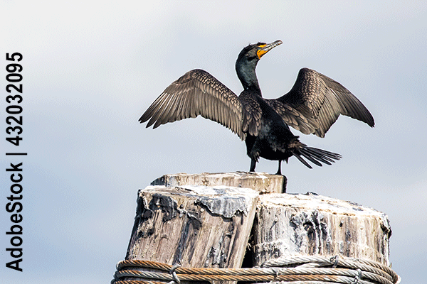 Der Kormoran (Nannopterum auritus)